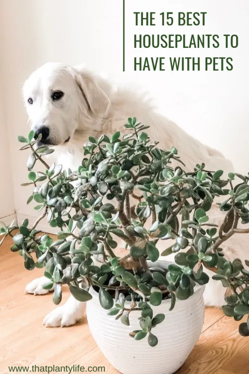 Best Indoor Plants That Are Safe For Cats and Dogs image 4