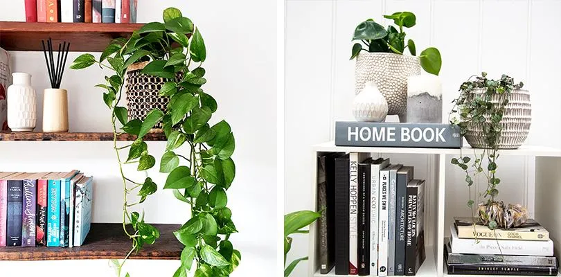 Best Hanging Basket Plants – Top Indoor Options for Your Home Decor photo 2