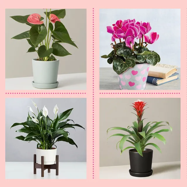 Best Hanging Basket Plants – Top Indoor Options for Your Home Decor image 3