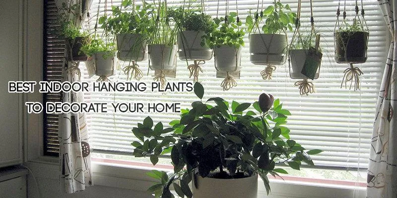 Best Hanging Basket Plants – Top Indoor Options for Your Home Decor photo 4