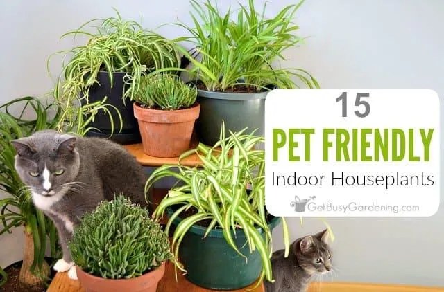 House Plants Safe for Cats and Dogs – Non-Toxic Plant Options for Pet Owners photo 3