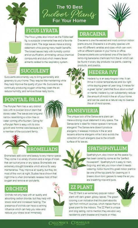 Top 10 Best Indoor Plants and Trees for Your Home – Add Greenery and Personality with these Popular Houseplants photo 2