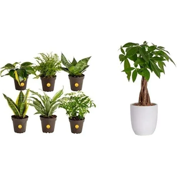 Top 10 Best Indoor Plants and Trees for Your Home – Add Greenery and Personality with these Popular Houseplants photo 4