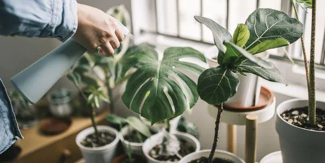 How to Care for Hanging House Plants: Watering, Light and More photo 4