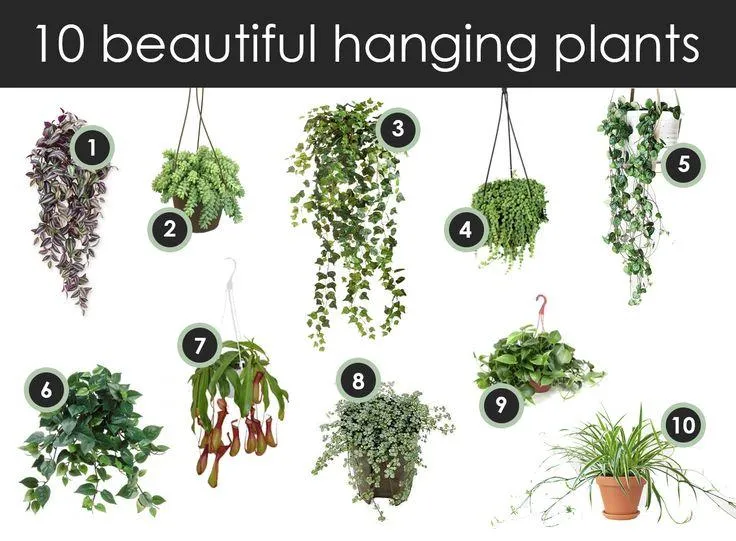 Best House Plants for a Vertical Garden Wall – 8 Indoor Climbing Plant Ideas image 4