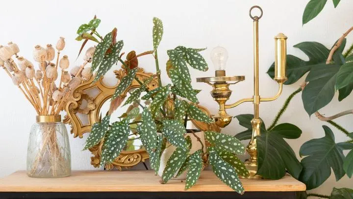 The Most Popular Types of Houseplants to Spruce Up Your Home photo 3