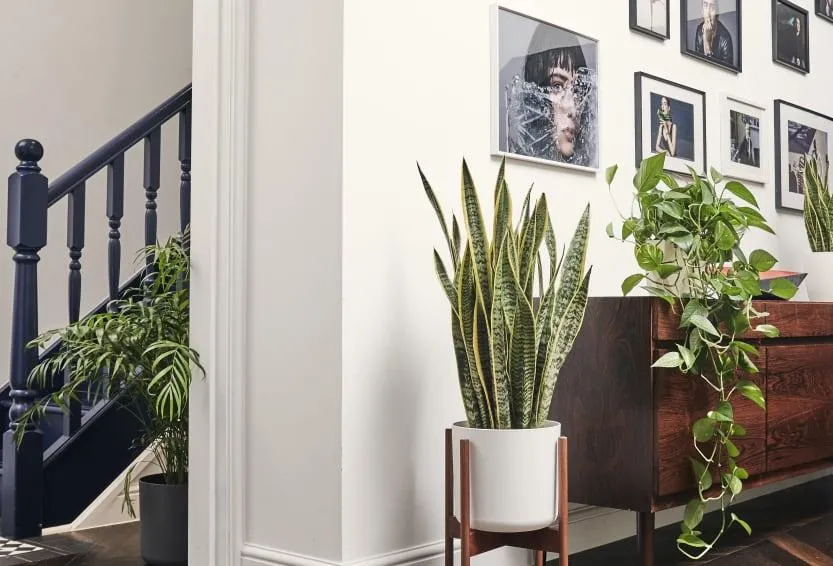 The Most Popular Types of Houseplants to Spruce Up Your Home photo 4