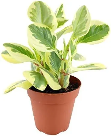 The Best Houseplants with Variegated Leaves – A Guide to Caring for Colorful Variegated Indoor Plants photo 3