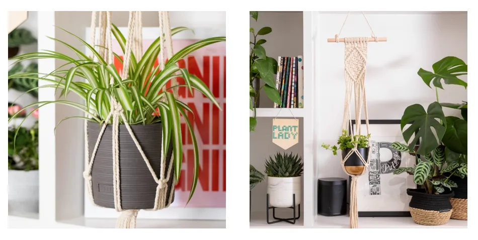 Best Indoor Hanging Plants – Choosing the Right Air Purifying Plants to Hang in Your Home image 3