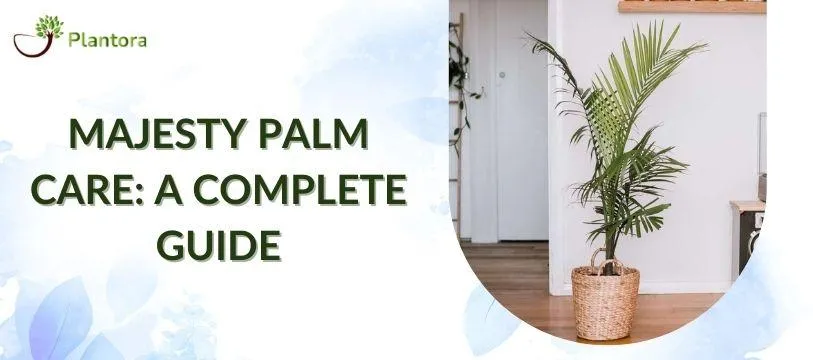 How to Care for and Grow Houseplant Trees: A Complete Guide image 2