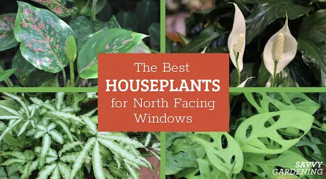 How to Choose the Perfect Houseplants Based on Your Home’s Lighting Conditions photo 4