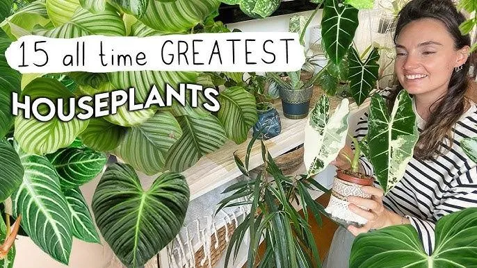 Wonderful Houseplants That Trail Down and Bring Greenery to Your Home photo 3