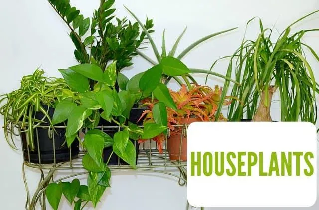 How to Hang House Plants: Tips forDisplaying Your Indoor Greenery photo 2