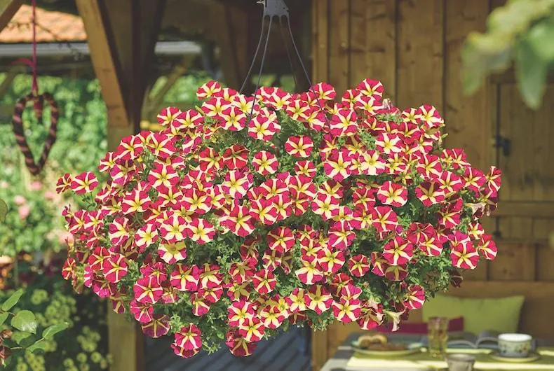 The 10 Best Cascading Plants for Handing Baskets and Window Boxes image 3
