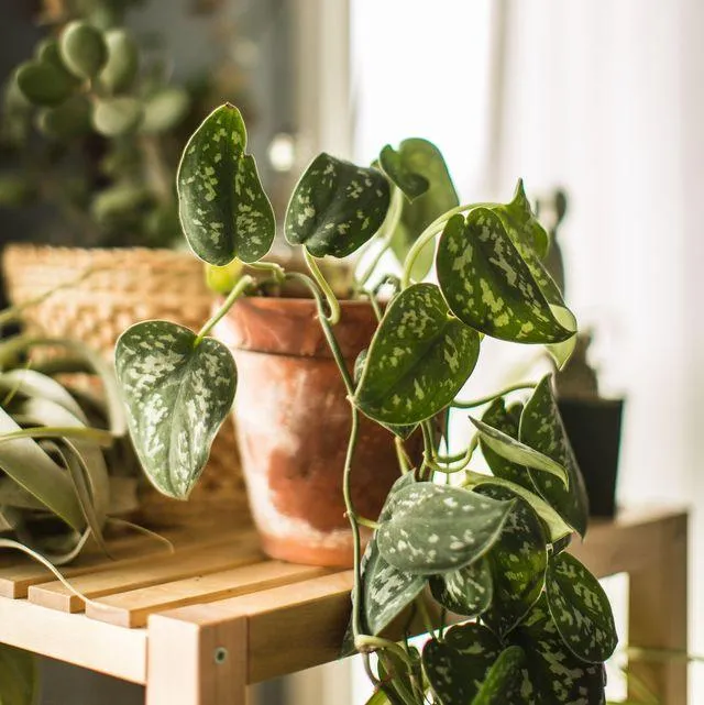 Add Life to Your Home with Indoor Plants for Decor photo 2