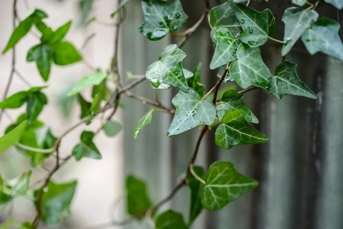 How to Grow and Care for Hedera Plants: A Complete Guide to Caring for Ivy image 3