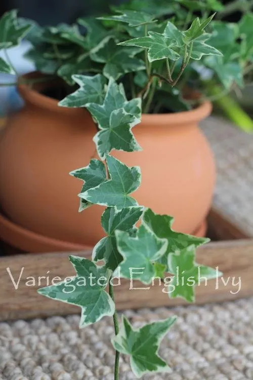 How to Care for Hedera Ivy Plants: A Complete Guide to Growing and Maintaining English Ivy image 2