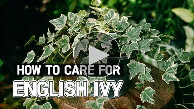 How to Care for Hedera Ivy Plants: A Complete Guide to Growing and Maintaining English Ivy image 3