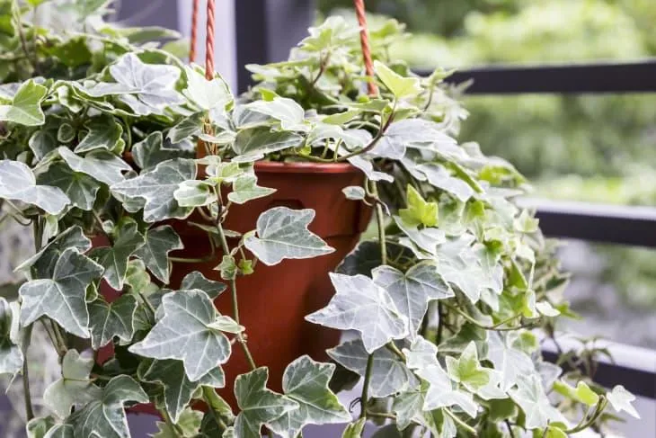 How to Care for Hedera Ivy Plants: A Complete Guide to Growing and Maintaining English Ivy image 4