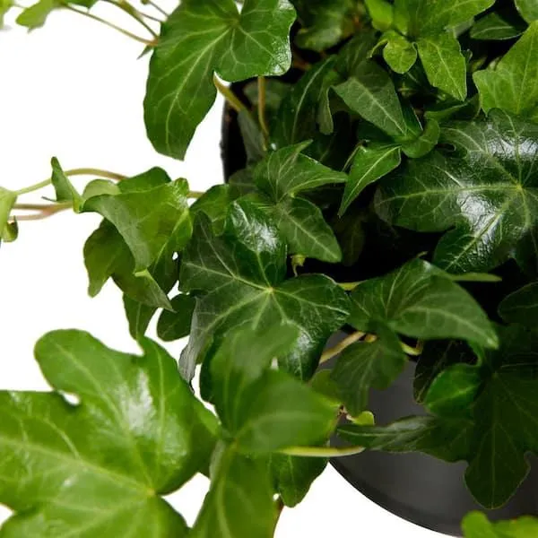 The Complete Guide to Caring for Holly Plants (Hedera Helix) photo 2