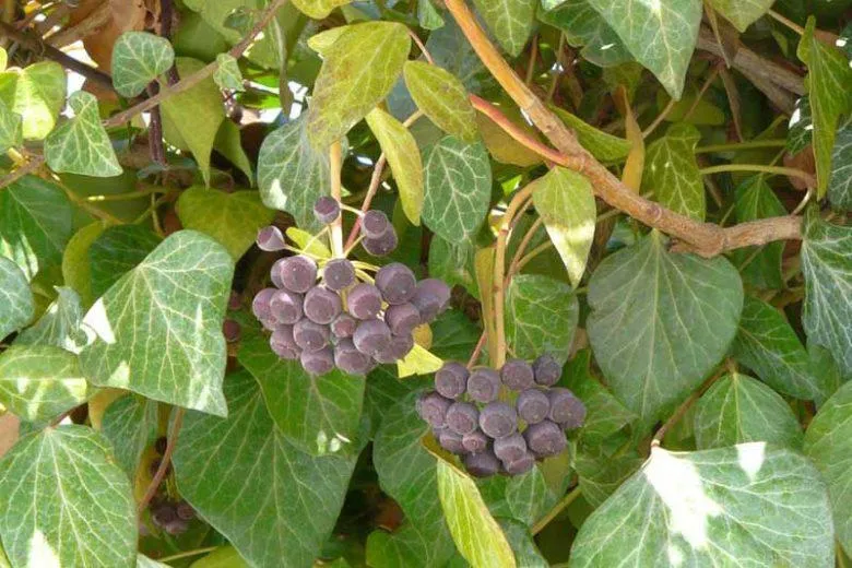 The Complete Guide to Caring for Holly Plants (Hedera Helix) photo 3