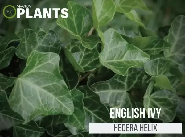The Complete Guide to Hedera Care: How to Plant, Grow, and Maintain Hedera Plants photo 3