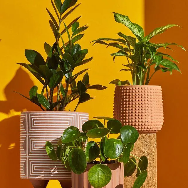 10 Awesome Indoor Plants That Will Brighten Any Room photo 2