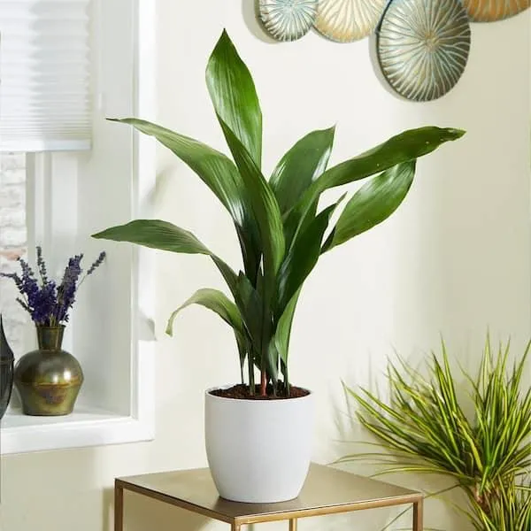 Is Aspidistra Elatior Safe for Dogs? What to Know About Cast Iron Plant and Pets image 2