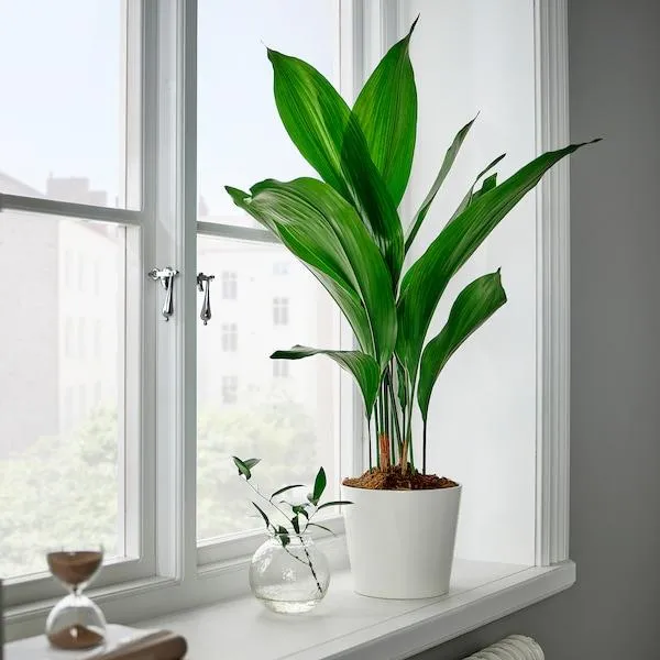 Is Aspidistra Elatior Safe for Dogs? What to Know About Cast Iron Plant and Pets image 3