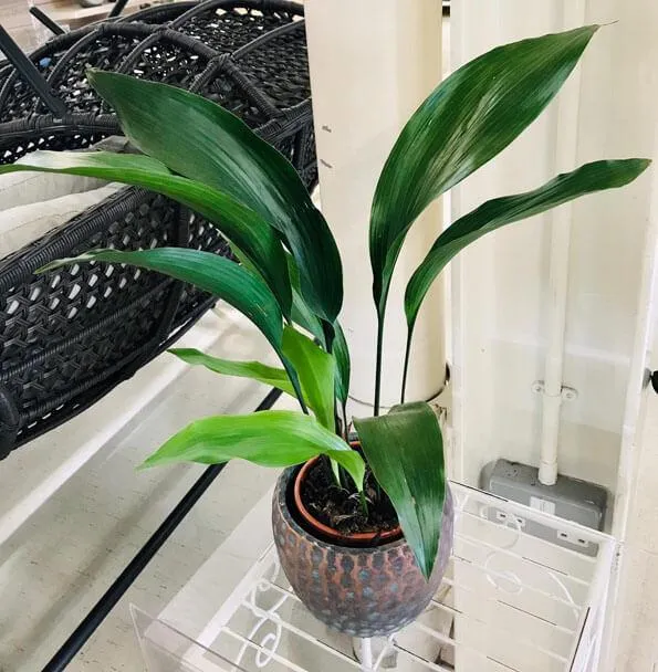 Is Aspidistra Elatior Safe for Dogs? What to Know About Cast Iron Plant and Pets image 4