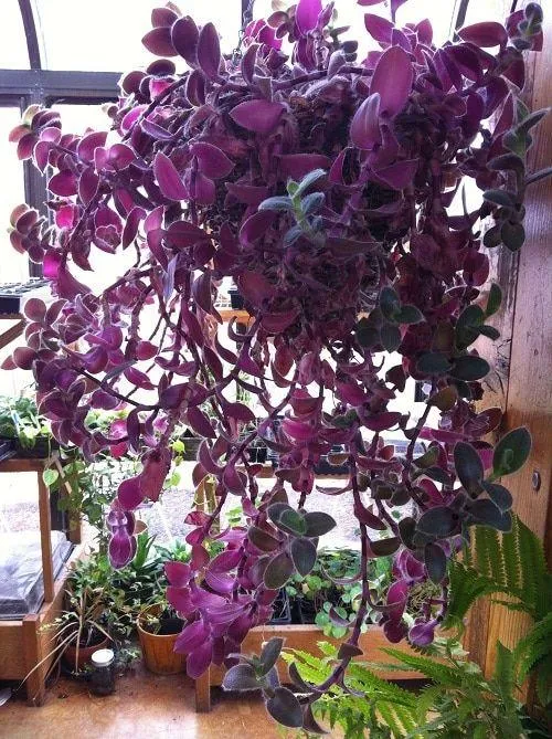 Hanging Purple Plants: Care Tips for Decorating with Vining Indoor Herbs photo 4