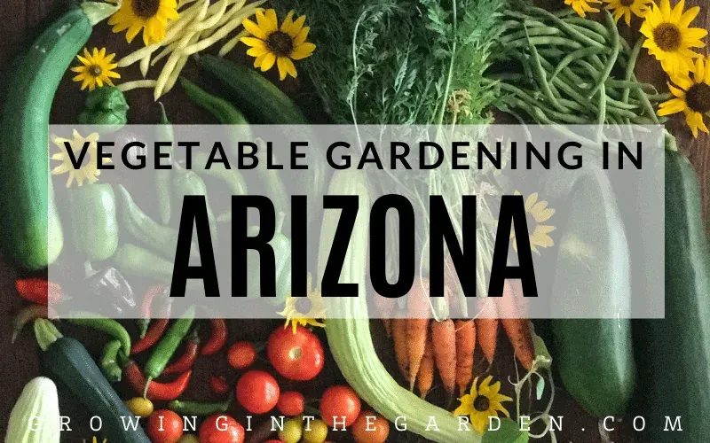 Arizona’s Best House Plants – What House Plants Thrive in Arizona’s Climate photo 2