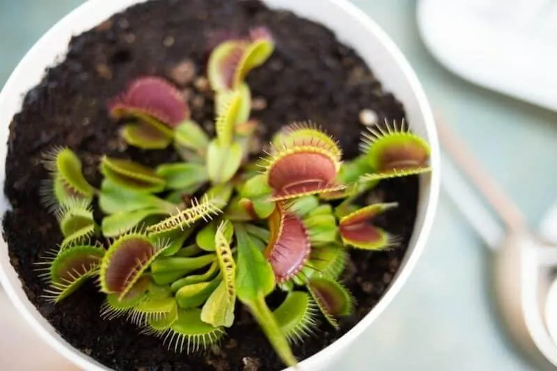 Are Venus Flytraps Toxic or Harmful to Cats? What You Need to Know image 2