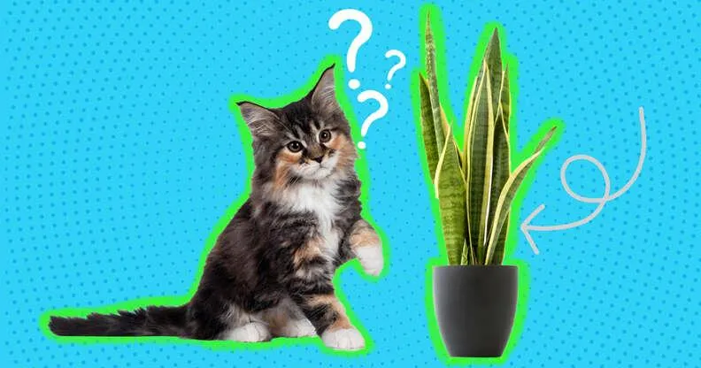Are Venus Flytraps Toxic or Harmful to Cats? What You Need to Know image 4