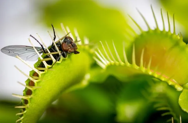 Are Venus Fly Traps Toxic or Harmful for Cats? Everything You Need to Know photo 2
