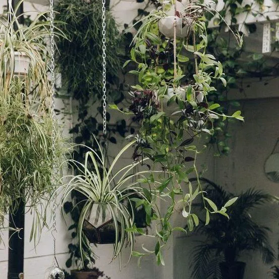 The Best Indoor Hanging Plants that Thrive in Low Light Conditions photo 4