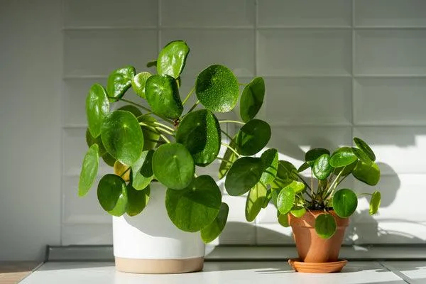 Are Pilea Plants Toxic to Cats? Everything You Need to Know About Keeping Pilea Indoors With Feline Friends image 2