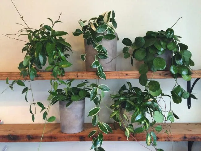 How to Care for Hanging Plants and Keep Them Looking Their Best photo 4