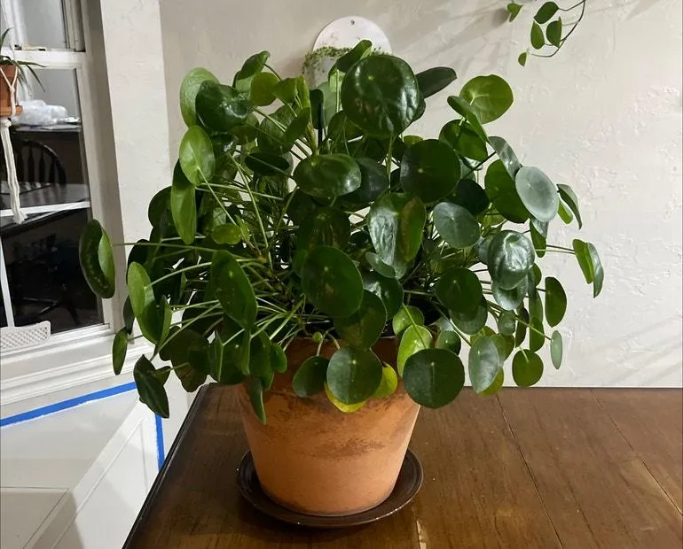 Are Pilea Plants Toxic or Safe for Cats? What You Need to Know image 2
