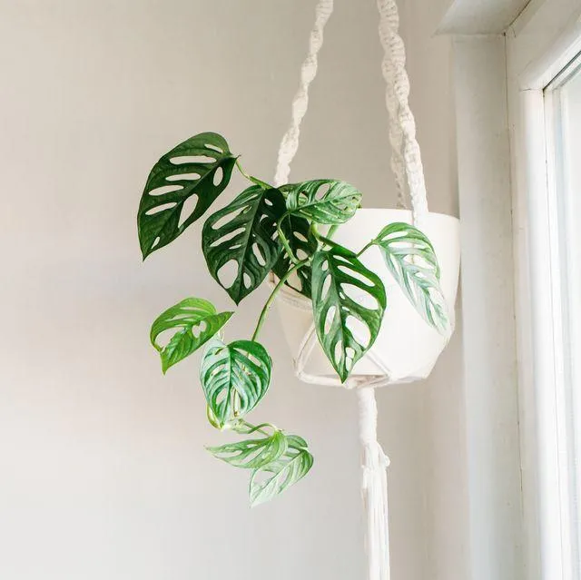 Top 20 Most Popular Hanging Plants with Beautiful Pictures photo 0