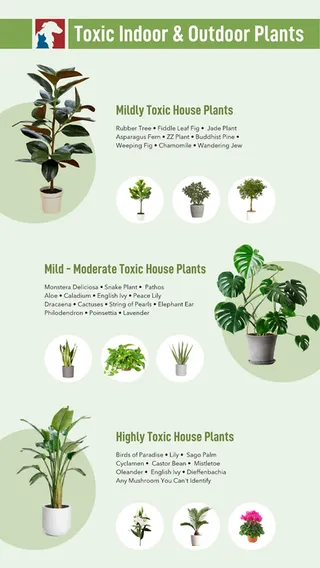 Are Philodendrons Non-Toxic and Pet Safe Houseplants? image 2