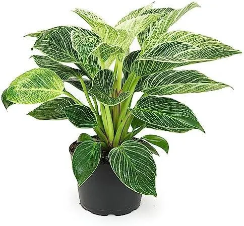 Are Philodendron Plants Safe for Cats? What You Need to Know About Keeping Philodendron Around Your Feline Friends photo 2