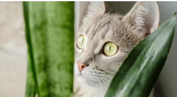 Are Philodendron Plants Safe for Cats? What You Need to Know About Keeping Philodendron Around Your Feline Friends photo 4