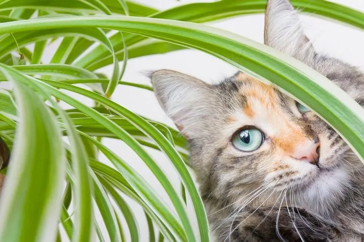 Are Pachira Aquatica Plants Toxic or Poisonous to Cats? Everything You Need to Know photo 4