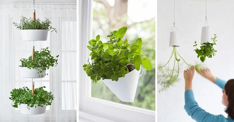 Easy Tips for Hanging Plants Inside Your Home – How to Hang Indoor Plants from the Ceiling or Walls photo 3