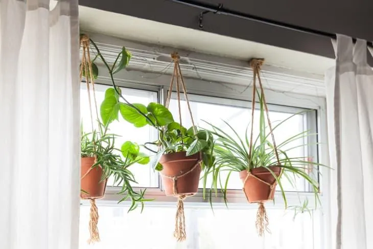 How to Properly Care For and Display Hanging Plants Indoors photo 3