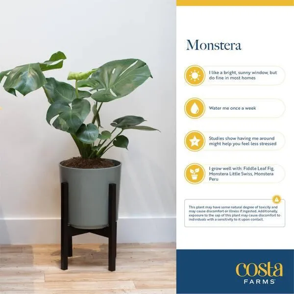 Are Monsteras Cat Safe? What You Need to Know About Having a Monstera Around Cats image 2