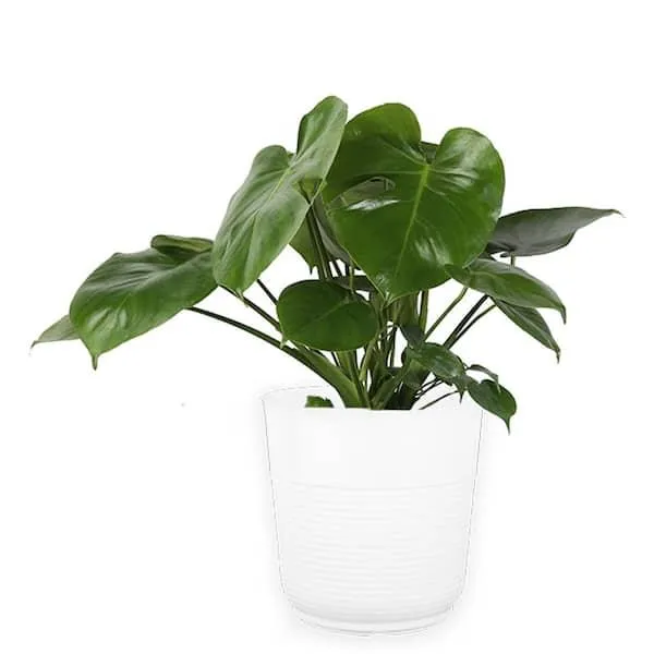 Are Monsteras Cat Safe? What You Need to Know About Having a Monstera Around Cats image 4