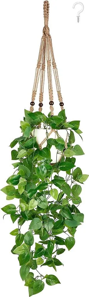 The Best Hanging Plants to Add Greenery to Any Room photo 2