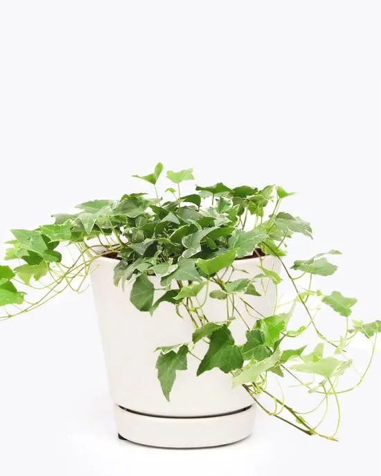 Are Ivy Plants Good Indoor Houseplants? Benefits and Care of Keeping Ivy Indoors image 2